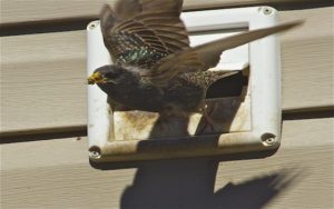 nests vents